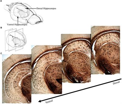 Social Memory and the Role of the Hippocampal CA2 Region